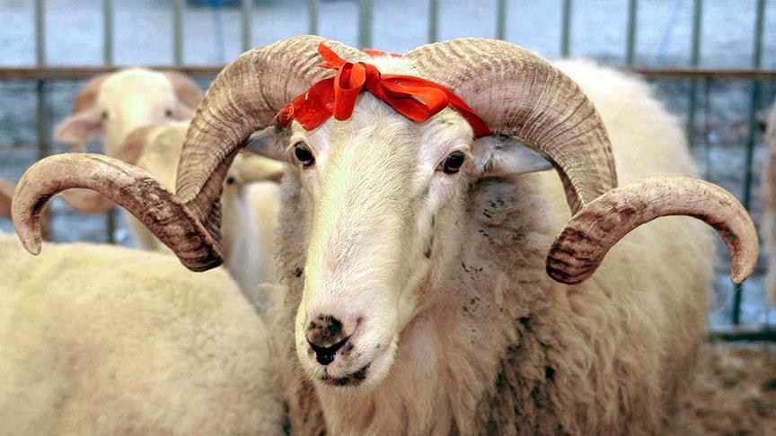 Diyanet İşleri Başkanı Ali Erbaş, 2025 vekalet yoluyla kurban kesim