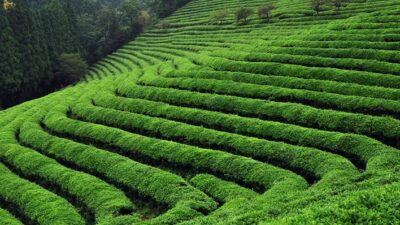 Tarım ve Orman Bakanlığı "2024 yılında 19 TL olan yaş