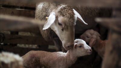 Türkiye, Avrupa Birliği (AB) ülkeleri ile karşılaştırıldığında büyükbaş ve küçükbaş