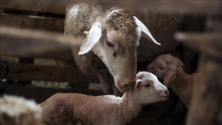 Türkiye, Avrupa Birliği (AB) ülkeleri ile karşılaştırıldığında büyükbaş ve küçükbaş