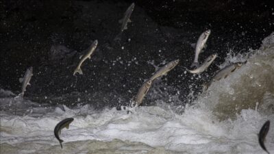 Van Gölü'nde yaşayan ve üreme döneminde tatlı sulara göç eden