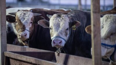 Tarım ve Orman Bakanı İbrahim Yumaklı, Kurban Bayramı nedeniyle pazarlara