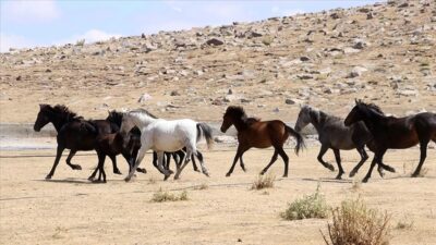 Özgürlüğün simgesi yılkı atları Erciyes’te dörtnala koşuyor