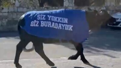 &nbsp; İzmir’in Güzelbahçe ilçesinde özel bir okula ait mandalar, çevre