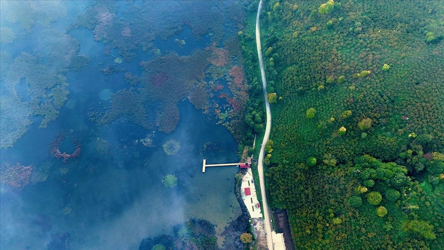 Düzce'deki Efteni Gölü Kuş Cenneti havzasında, sisler arasında kalan yeşil,
