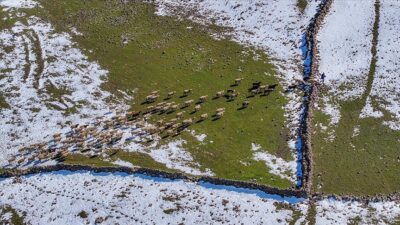 Türkiye'nin önemli küçükbaş hayvancılık merkezlerinden Karacadağ bölgesinde mevsimsel yağışlarla yeşeren